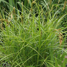 Load image into Gallery viewer, Carex muskingumensis