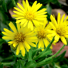 Load image into Gallery viewer, Chrysopsis mariana