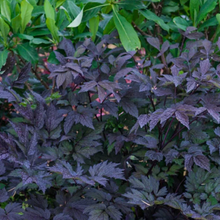 Load image into Gallery viewer, Cimicifuga actaea 'Brunette'