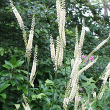 Load image into Gallery viewer, Cimicifuga actaea 'Racemosa'