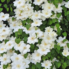 Load image into Gallery viewer, Clematis 'Guernsey Cream'