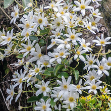 Load image into Gallery viewer, Clematis paniculata