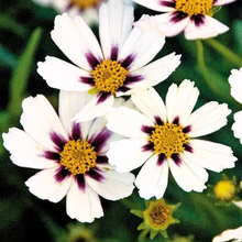 Load image into Gallery viewer, Coreopsis Big Bang 'Star Cluster'