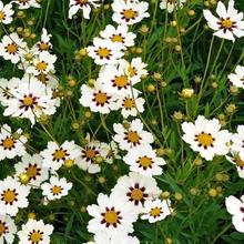 Load image into Gallery viewer, Coreopsis Big Bang 'Star Cluster'