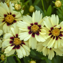 Load image into Gallery viewer, Coreopsis Uptick 'Cream and Red'