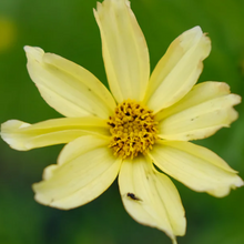 Load image into Gallery viewer, Coreopsis 'Creme Brulee'