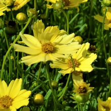 Load image into Gallery viewer, Coreopsis 'Creme Brulee'