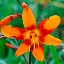 Load image into Gallery viewer, Crocosmia 'Emily Mckenzie'