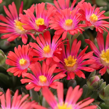 Load image into Gallery viewer, Delosperma 'Garnet'