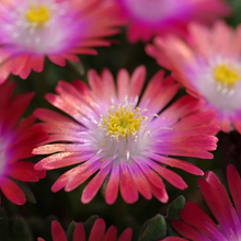 Load image into Gallery viewer, Delosperma 'Garnet'