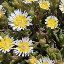 Load image into Gallery viewer, Delosperma 'Limoncello'
