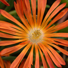 Load image into Gallery viewer, Delosperma 'Orange Ocean Sunset'
