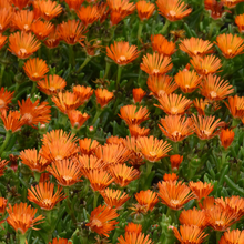 Load image into Gallery viewer, Delosperma 'Orange Ocean Sunset'