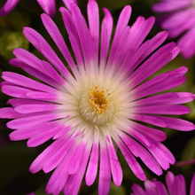 Load image into Gallery viewer, Delosperma 'Violet Ocean Sunset'
