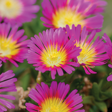 Load image into Gallery viewer, Delosperma 'Wheels of Wonder Violet'