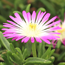 Load image into Gallery viewer, Delosperma 'Wheels of Wonder Violet'