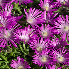 Load image into Gallery viewer, Delosperma cooperi