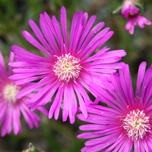 Load image into Gallery viewer, Delosperma cooperi
