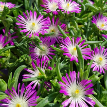 Load image into Gallery viewer, Delosperma 'Violet Wonder'