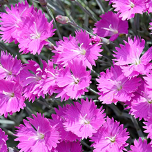 Load image into Gallery viewer, Dianthus 'Firewitch'