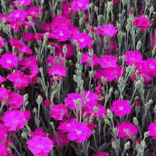 Load image into Gallery viewer, Dianthus 'Neon Star'