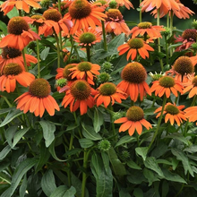 Load image into Gallery viewer, Echinacea Artisan 'Soft Orange'