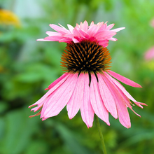 Load image into Gallery viewer, Echinacea 'Doubledecker'