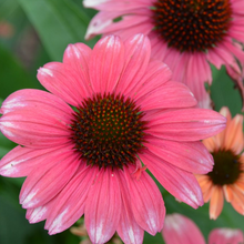 Load image into Gallery viewer, Echinacea 'Playful Meadow Mama'