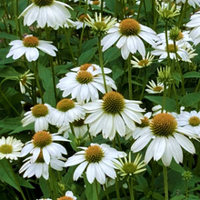 Load image into Gallery viewer, Echinacea 'Pow Wow White'