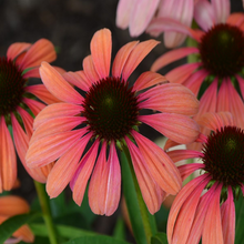 Load image into Gallery viewer, Echinacea 'Rainbow Marcella'