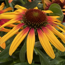 Load image into Gallery viewer, Echinacea 'Sunseekers Tequila Sunrise'