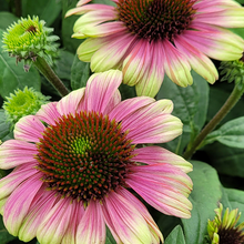 Load image into Gallery viewer, Echinacea 'Sweet Sandia'