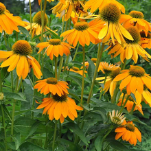 Load image into Gallery viewer, Echinacea 'Yellow Ombre'