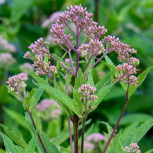 Load image into Gallery viewer, Eupatorium Eutrochium 'Dubium Baby Joe'