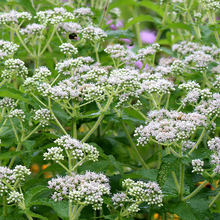 Load image into Gallery viewer, Eupatorium perfoliatum