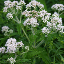 Load image into Gallery viewer, Eupatorium perfoliatum
