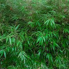 Load image into Gallery viewer, Fargesia dracocephala 'Rufa'