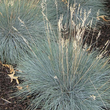Load image into Gallery viewer, Festuca 'Beyond Blue'