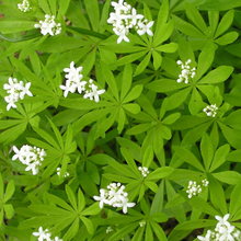 Load image into Gallery viewer, Galium odorata