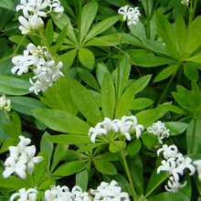 Load image into Gallery viewer, Galium odorata