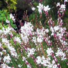 Load image into Gallery viewer, Gaura 'Whirling Butterflies'