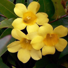 Load image into Gallery viewer, Gelsemium 'Margarita'