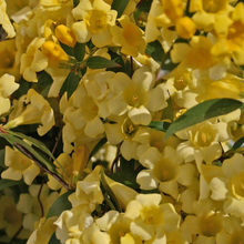 Load image into Gallery viewer, Gelsemium 'Margarita'