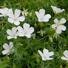 Load image into Gallery viewer, Geranium sanguineum 'Album'
