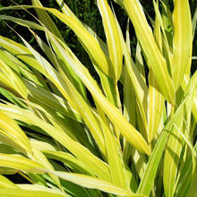 Load image into Gallery viewer, Hakonechloa macra 'Lemon Zest'