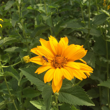 Load image into Gallery viewer, Heliopsis 'Sunstruck'