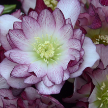 Load image into Gallery viewer, Helleborus Wedding Party 'Blushing Bridesmaid'