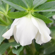 Load image into Gallery viewer, Helleborus Wedding Party 'Wedding Bells'