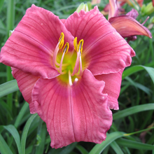 Load image into Gallery viewer, Hemerocallis 'Rosy Returns'