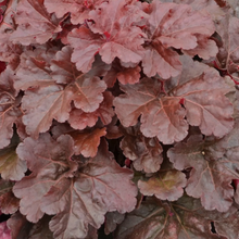 Load image into Gallery viewer, Heuchera 'Mahogany Monster'